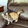 Gracie joined the competition — help win amazing prizes! kitten, cat, tabby, pet, animal, feline, fur, whiskers, ears, eyes, paw, tail, leather_couch, furniture, indoor, curious, small, young, cute, domestic