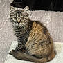 Gracie is registered to the contest to win money with this photo: cat, kitten, tabby, feline, pet, animal, fur, whiskers, tail, sitting, indoor, floor, tile, mat, curious, eyes, young, domestic, cute, resting