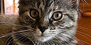 Gracie joined the competition — help win amazing prizes! kitten, cat, tabby, fur, whiskers, close_up, animal, pet, indoor, newspaper, headline, curious, eyes, feline, cute, fluffy, resting, young, portrait, soft_light
