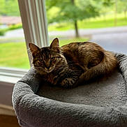 Gracie joined the competition — help win amazing prizes! cat, tabby_cat, pet, animal, indoor, cat_perch, window, daylight, fur, resting, cozy, soft, gray, greenery, blurred_background, relaxation, whiskers, ears, tail, domestic_cat