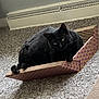 Dagger is registered to the contest to win money with this photo: black_cat, cat, pet, feline, indoor, carpet, cardboard_scratch_pad, relaxing, animal, fur, whiskers, paws, home, floor, curious, looking, resting, cozy, cute, domestic
