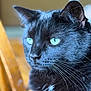 Dagger is registered to the contest to win money with this photo: black_cat, cat, pet, animal, close_up, portrait, whiskers, green_eyes, fur, indoor, wooden_chair, focused, feline, domestic_cat, mammal, cute, soft_light, side_view, calm, sitting