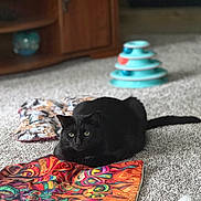 Dagger is registered to the contest to win money with this photo: black_cat, cat, carpet, colorful_mat, toy, wooden_cabinet, indoor, pet, animal, feline, floor, cozy, home, relaxed, loaf_position, decor, quiet, domestic, mammal, pattern