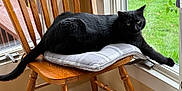 Dagger joined the competition — help win amazing prizes! black_cat, cat, chair, wooden_chair, cushion, indoor, window, green_grass, stretching, paw, pet, animal, fur, relaxed, resting, daylight, home, cozy, looking, domestic_cat