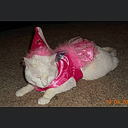 Shiloh joined the competition — help win amazing prizes! cat, white_cat, pet, costume, pink, princess, dress, carpet, indoor, animal, sleeping, feline, pet_clothing, cute, domestic_animal, resting, fluffy, adorable, tutu, headwear
