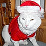 Shiloh is registered to the contest to win money with this photo: cat, white_cat, heterochromia, blue_eye, yellow_eye, santa_hat, christmas_costume, holiday, indoor, wooden_chair, window, pet, animal, feline, costume, cute, funny, mischievous, expression, domestic_cat
