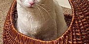 Shiloh is registered to the contest to win money with this photo: cat, white_cat, basket, woven_basket, carpet, indoor, pet, animal, heterochromia, blue_eye, brown_eye, curious, sitting, feline, whiskers, ears, looking, closeup, domestic_cat, cozy