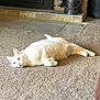 Shiloh joined the competition — help win amazing prizes! cat, white_cat, heterochromia, carpet, indoor, pet, relaxed, floor, fireplace, feline, animal, mammal, domestic, laying_down, cozy, household, fur, whiskers, ears, eyes