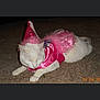 Shiloh joined the competition — help win amazing prizes! adorable, animal, carpet, cat, costume, cute, domestic_cat, feline, fluffy, funny_costume, indoor, lying_down, pet, pet_clothing, pink, princess_hat, relaxed, sleepy, tutu, white_cat