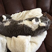 Mollie is registered to the contest to win money with this photo: cat, gray_cat, white_paws, sleeping, cozy, blanket, brown_couch, indoor, pet, fur, relaxed, cute, whiskers, napping, soft_texture, feline, resting, domestic_cat, animal, comfy