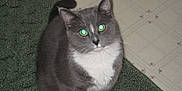 Mollie joined the competition — help win amazing prizes! cat, gray_cat, white_fur, pet, animal, indoor, carpet, floor, tile_floor, looking_up, feline, whiskers, ears, tail, sitting, domestic_cat, fur, close_up, cute, companion
