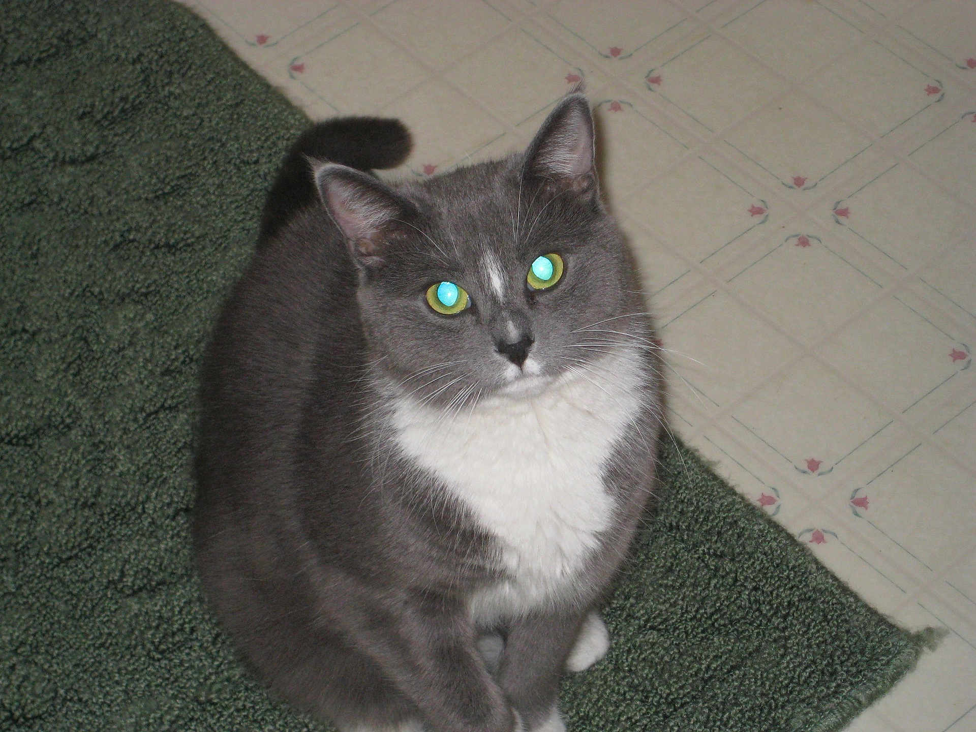 Mollie joined the competition — help win amazing prizes! cat, gray_cat, white_fur, pet, animal, indoor, carpet, floor, tile_floor, looking_up, feline, whiskers, ears, tail, sitting, domestic_cat, fur, close_up, cute, companion