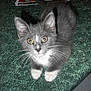 Mollie is registered to the contest to win money with this photo: kitten, cat, gray, white, whiskers, ears, eyes, paws, table, green_surface, paper, flyers, indoor, pet, curious, animal, small, feline, domestic, closeup