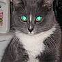 Mollie is registered to the contest to win money with this photo: cat, grey_cat, white_fur, close_up, indoor, kitchen_counter, hand_wash_bottle, toaster, pet, animal, whiskers, fur, face, eyes, domestic_cat, household, feline, portrait, still_life, mystery