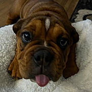 Charley joined the competition — help win amazing prizes! animal, brown_fur, carpet, close_up, cute, dog, ears, eyes, face, floor, indoor, lying_down, nose, pet, puppy, soft_texture, tongue_out, white_blanket, wrinkles, young_dog