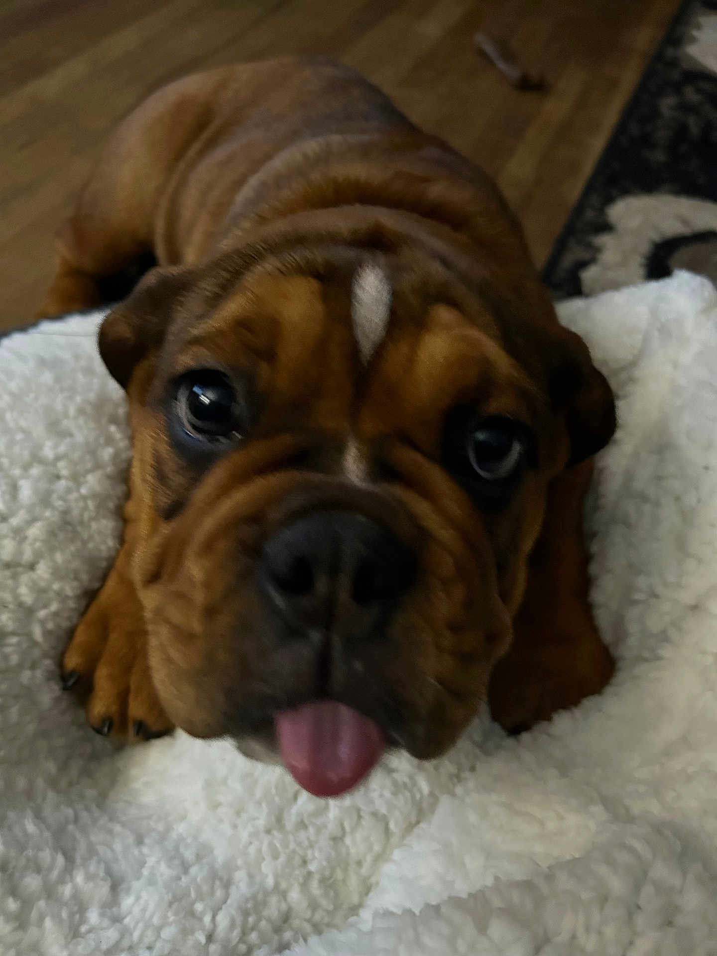 Charley joined the competition — help win amazing prizes! animal, brown_fur, carpet, close_up, cute, dog, ears, eyes, face, floor, indoor, lying_down, nose, pet, puppy, soft_texture, tongue_out, white_blanket, wrinkles, young_dog