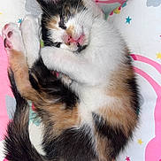 Kibby joined the competition — help win amazing prizes! kitten, calico, sleeping, paw, fur, tail, cute, pet, animal, cozy, bed, bedding, stars, rainbow, colorful, resting, cute_face, whiskers, soft, nap