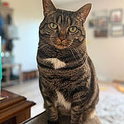 Aspen is registered to the contest to win money with this photo: cat, tabby, indoor, pet, animal, feline, green_eyes, whiskers, fur, sitting, closeup, portrait, home, cozy, blurred_background, furniture, domestic, cute, mammal, striped