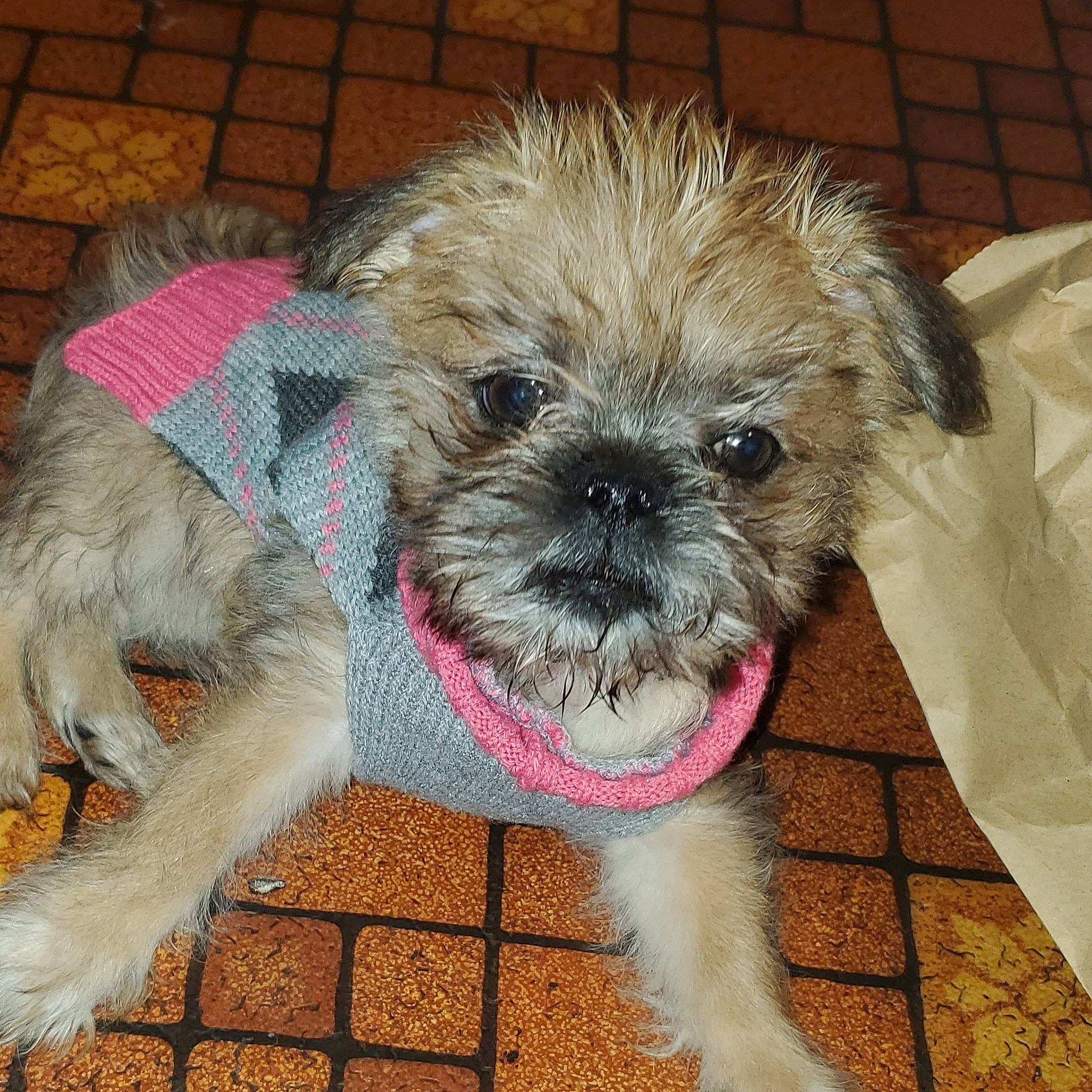 Coco Chanel is registered to the contest to win money with this photo: canidae, carnivore, collar, companion_dog, dog, dog_breed, dog_supply, fawn, fur, mammal, non_sporting_group, pet_supply, puppy, small_terrier, snout, sporting_group, terrier, tongue, toy_dog, working_animal