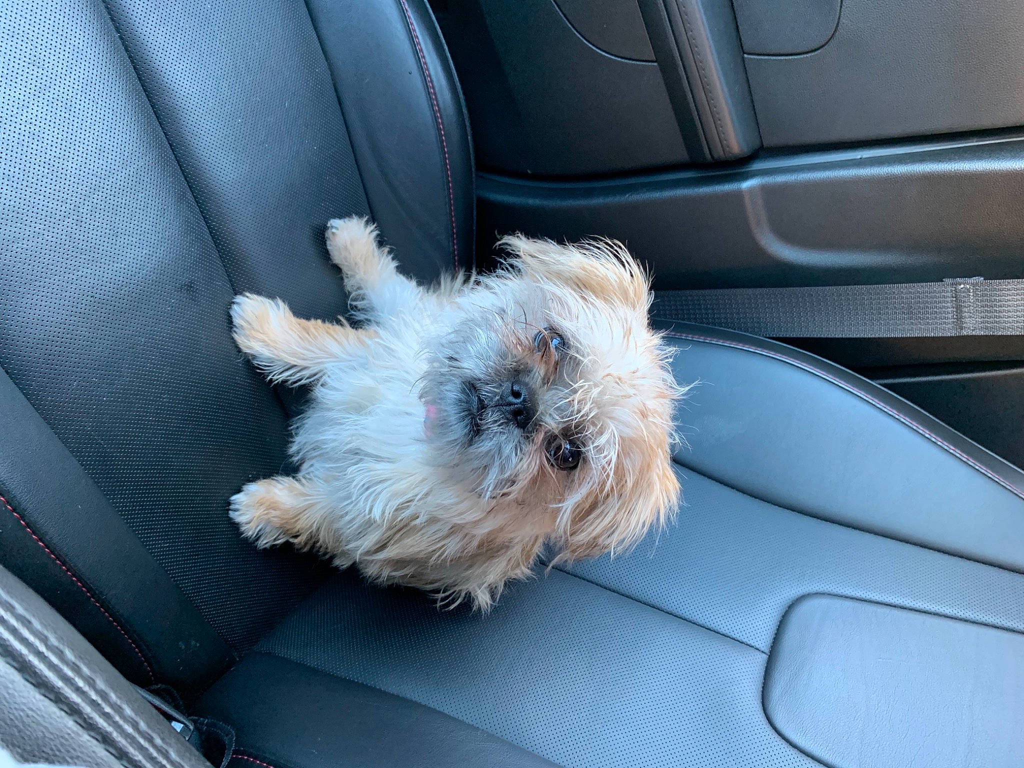 Coco Chanel joined the competition — help win amazing prizes! auto_part, automotive_design, automotive_exterior, car, car_seat_cover, carnivore, companion_dog, dog, dog_breed, family_car, fawn, luxury_vehicle, motor_vehicle, personal_luxury_car, toy_dog, vehicle, vehicle_door, white, windscreen_wiper, windshield