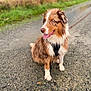 accessories, animal, canine, collie, dog, face, grass, hound, leash, outdoors, person, pet, plant, puppy, road, soil, strap, tarmac, walking, walkingdog