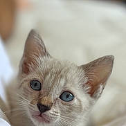 Azur a rejoint le concours — aidez-le/la à gagner de superbes lots ! kitten, cat, blue_eyes, close_up, fur, whiskers, pet, animal, cute, young, domestic_cat, indoor, bed, blanket, soft, relaxed, portrait, feline, sleeping_area, cozy