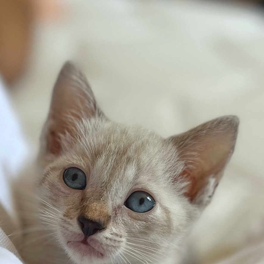 Azur a rejoint le concours — aidez-le/la à gagner de superbes lots ! animal, bed, blanket, blue_eyes, cat, close_up, cozy, cute, domestic_cat, feline, fur, indoor, kitten, pet, portrait, relaxed, sleeping_area, soft, whiskers, young