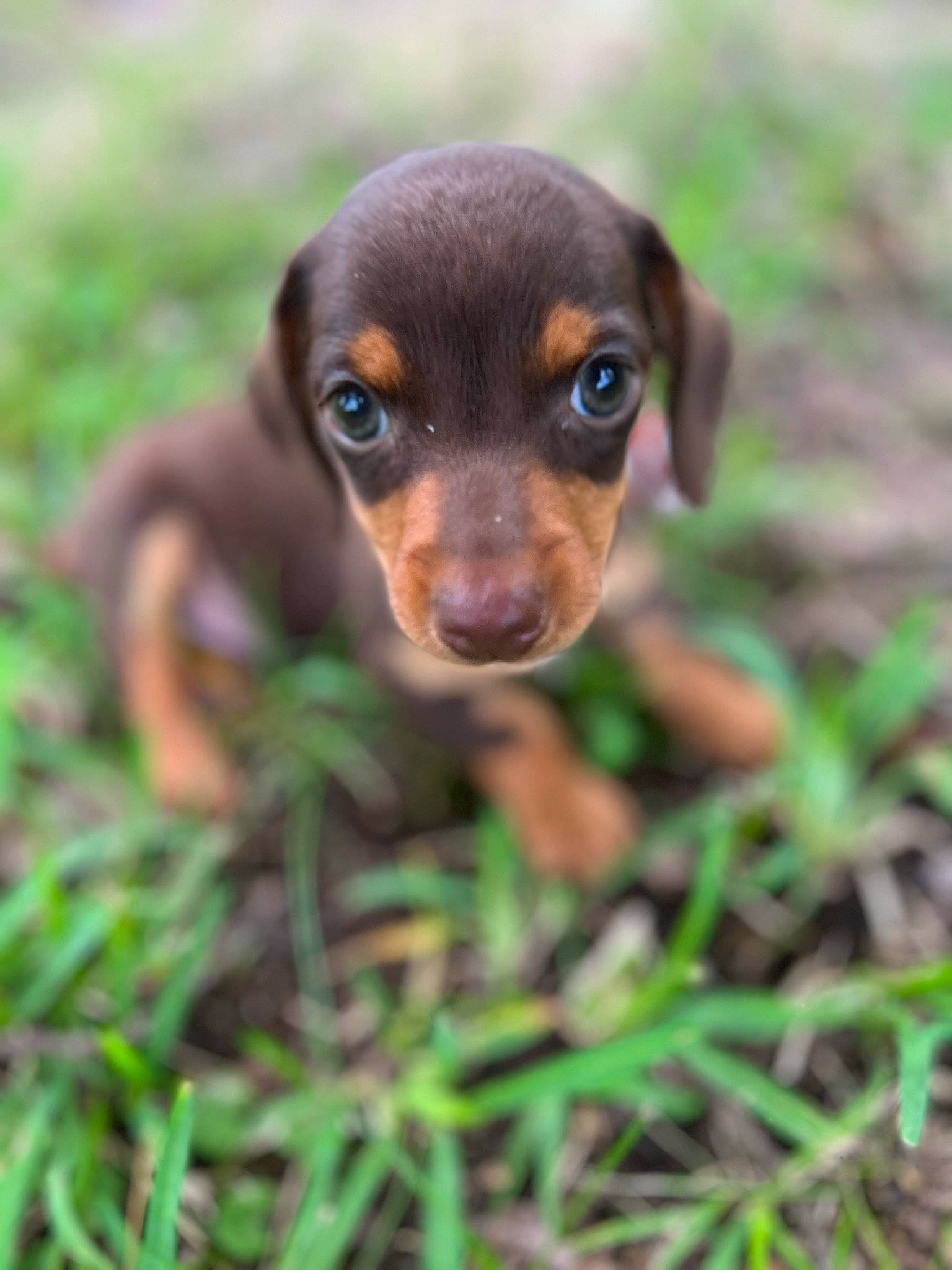 Jasper joined the competition — help win amazing prizes! canidae, carnivore, companion_dog, dog, dog_breed, eye, fawn, grass, hunting_dog, liver, plant, snout, sporting_group, terrestrial_animal, terrestrial_plant, whiskers, wildlife, working_animal