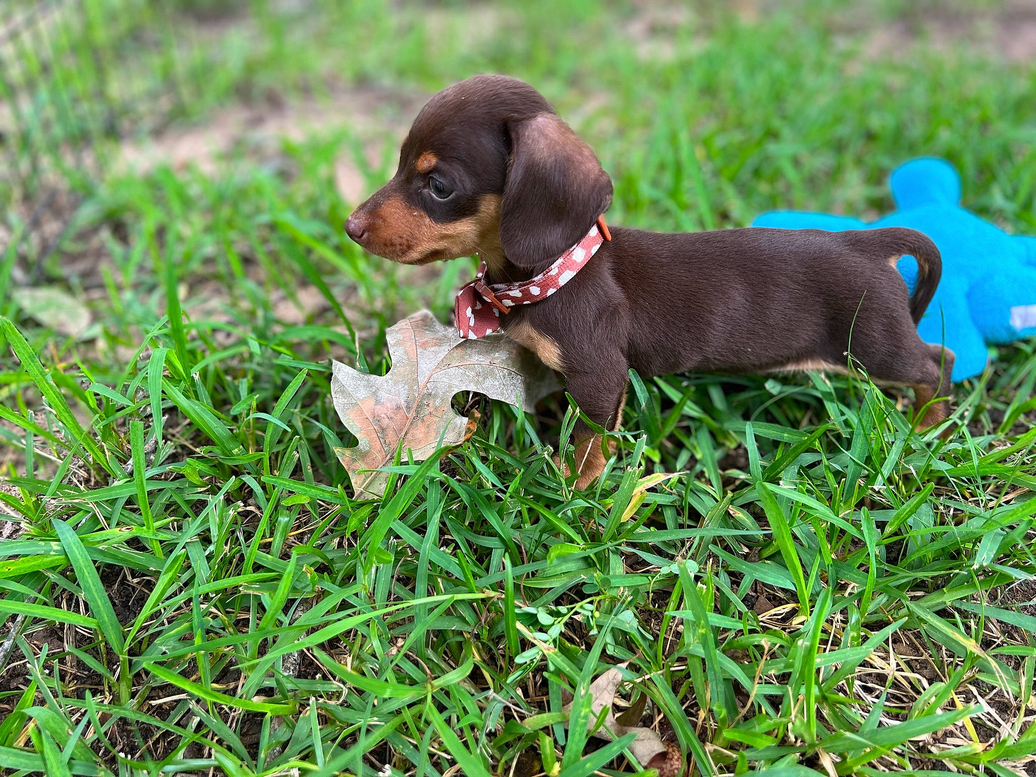 Jasper joined the competition — help win amazing prizes! canidae, carnivore, collar, companion_dog, dog, dog_breed, dog_collar, dog_supply, fawn, grass, groundcover, leash, liver, pet_supply, plant, snout, sporting_group, terrestrial_animal, toy_dog, working_animal