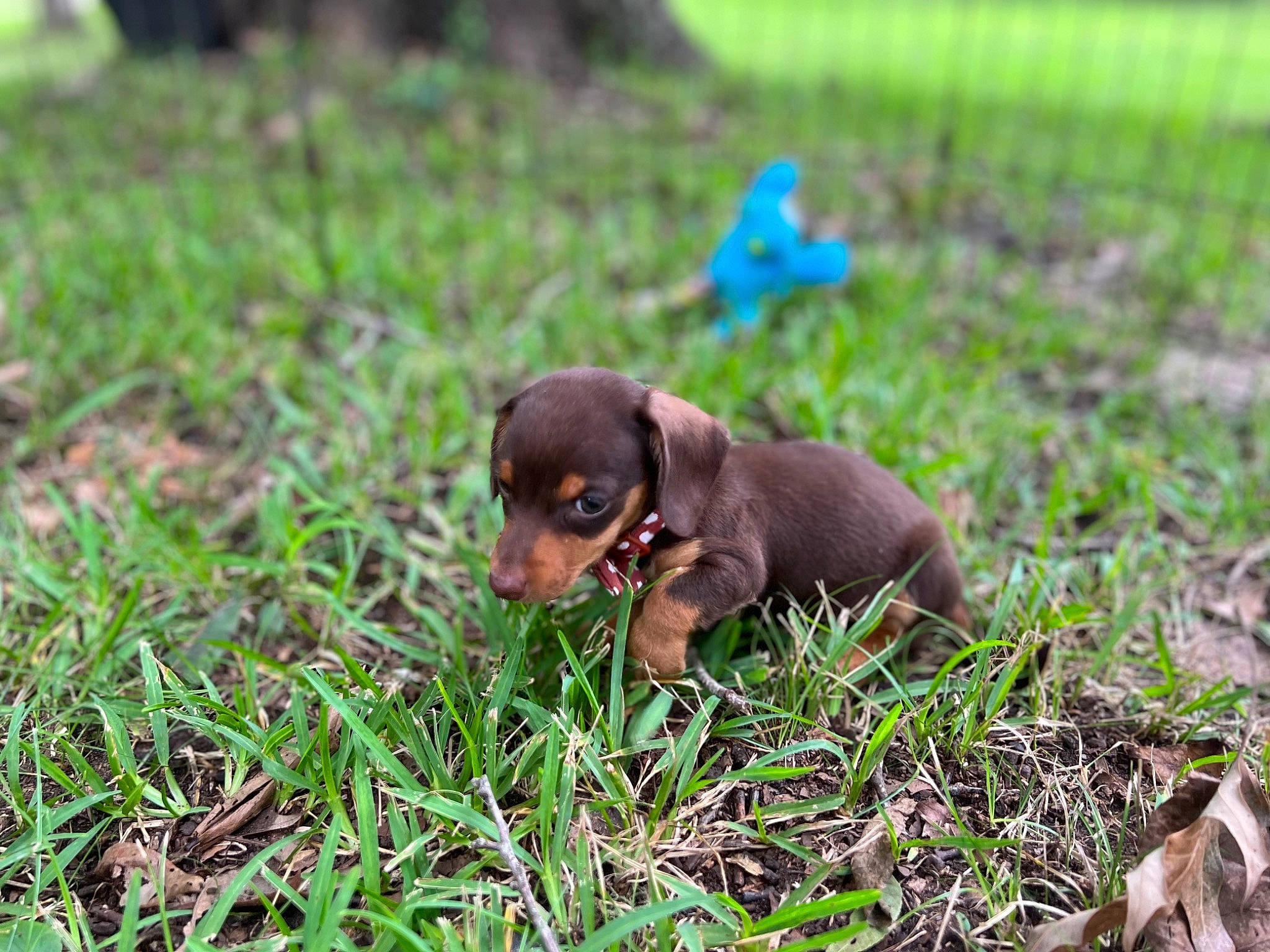 Jasper is registered to the contest to win money with this photo: canidae, carnivore, companion_dog, dog, dog_breed, grass, grassland, groundcover, hunting_dog, liver, plant, prairie, soil, sporting_group, terrestrial_animal, working_animal