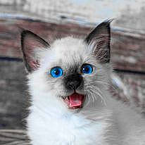 Yoko participe au concours pour gagner de l'argent avec cette photo : balinese, birman, carnivore, cat, collar, electric_blue, eye, fawn, felidae, fur, head, human_body, paw, siamese, small_to_medium_sized_cats, snout, tail, thai, tonkinese, whiskers