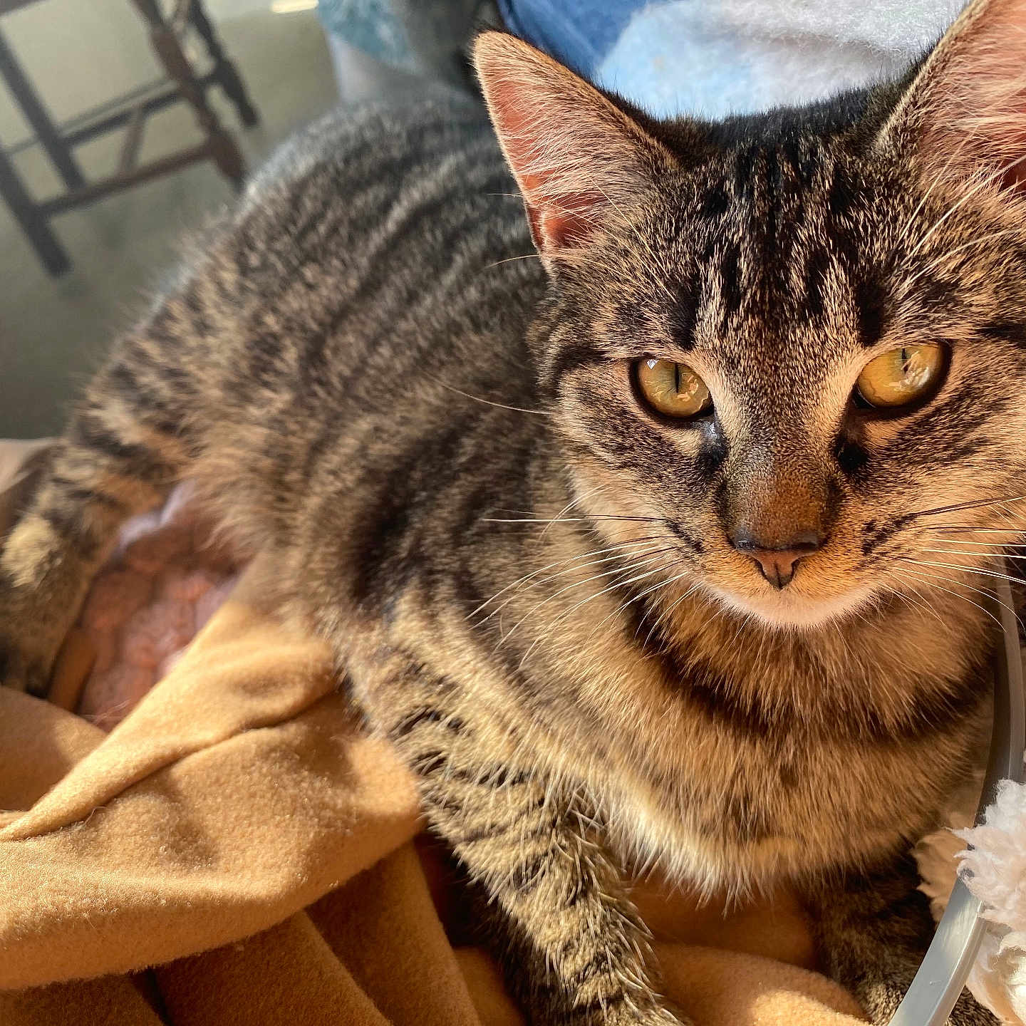 Noisette a rejoint le concours — aidez-le/la à gagner de superbes lots ! abyssinian, animal, blanket, cat, couch, egyptiancat, furniture, kitten, manx, person, pet, quilt, sleeping