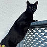 black_cat, cat, feline, pet, animal, outdoor, metal_fence, succulent, plant, greenery, texture, wall, curious, standing, leaning, portrait, daylight, nature, domestic_animal, whiskers