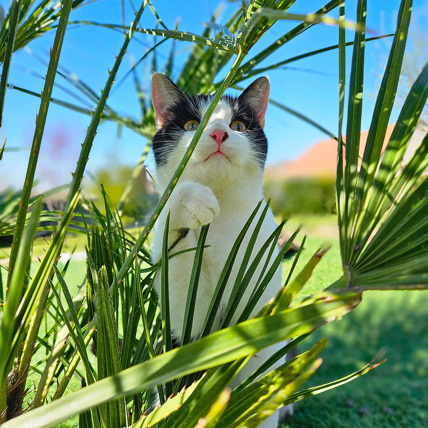 Horéo a rejoint le concours — aidez-le/la à gagner de superbes lots ! animal, black_and_white, blue_sky, cat, close_up, curious, daytime, feline, garden, grass, greenery, leaf, nature, outdoor, palm_leaves, paw, pet, playful, sunny, whiskers