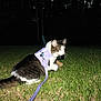 Kevin is registered to the contest to win money with this photo: animal, cat, cautious, dark, domestic_cat, exploring, flash, fur, grass, harness, leash, mammal, nature, night, outdoor, pet, purple, side_view, trees, whiskers