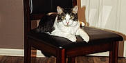 Kevin joined the competition — help win amazing prizes! animal, black_leather, calm, cat, chair, domestic_animal, door, feline, flooring, four_legs, fur, home_interior, household_furniture, indoor, looking_at_camera, pet, relaxed, resting, seated, wooden_floor