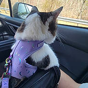 Kevin is registered to the contest to win money with this photo: animal, arm, black, car, cat, fur, harness, interior, leaves, nature, person, pet, purple, road_trip, seatbelt, side_mirror, sky, trees, white, window