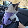 animal, arm, black, car, cat, fur, harness, interior, leaves, nature, person, pet, purple, road_trip, seatbelt, side_mirror, sky, trees, white, window