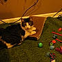 Kevin is registered to the contest to win money with this photo: animal, carpet, cat, colorful, cozy, curious, domestic, feline, floor, fur, green, home, indoor, paws, pet, play, relax, scratcher, toys, whiskers