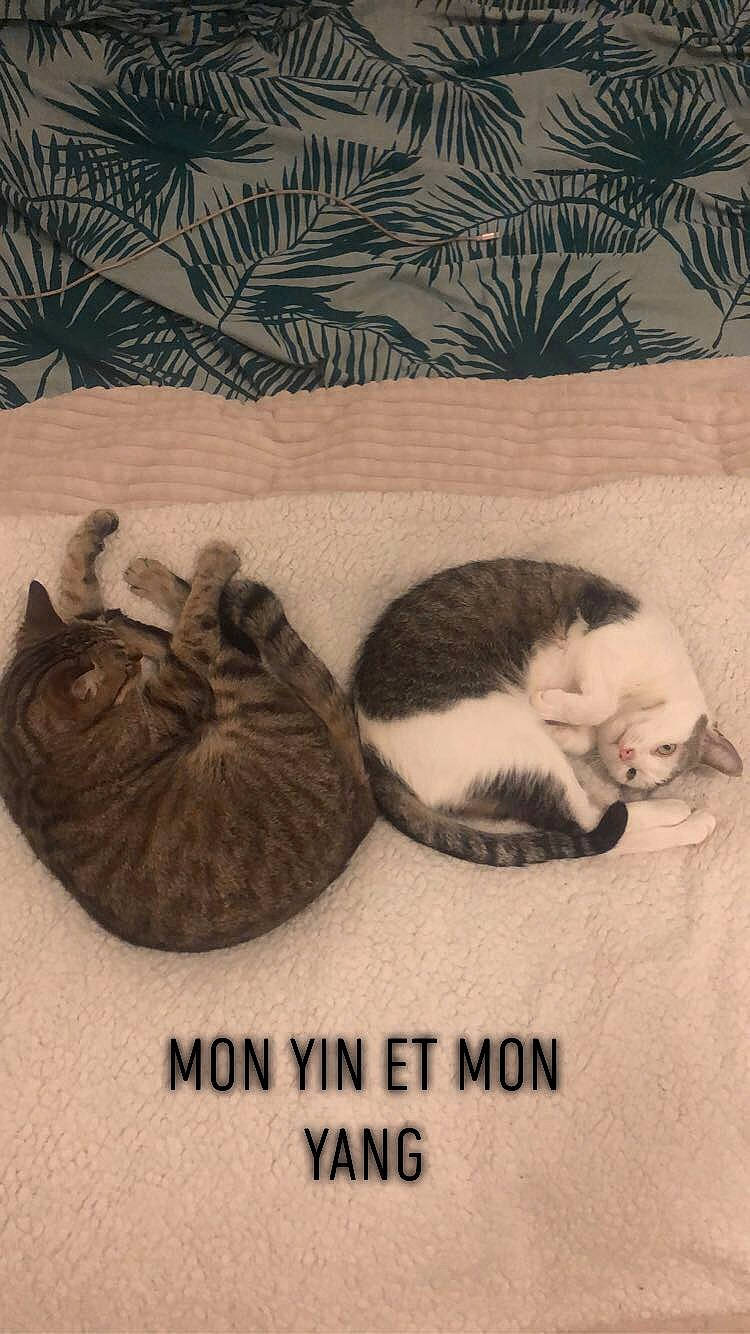 Chanel participe au concours pour gagner de l'argent avec cette photo : art, canidae, carnivore, cat, cat_bed, comfort, fawn, felidae, font, fur, illustration, linens, nap, paw, photo_caption, small_to_medium_sized_cats, snout, tail, terrestrial_animal, whiskers