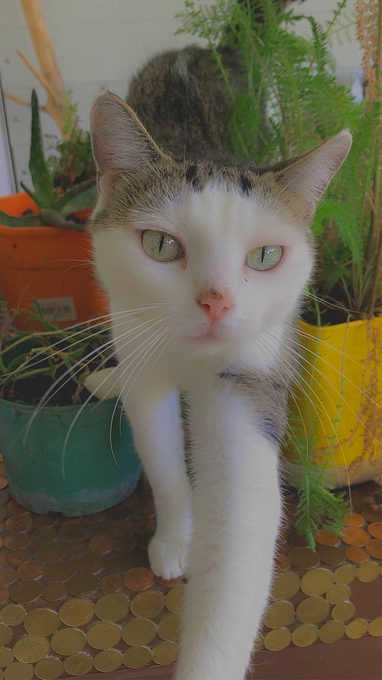 Chanel participe au concours pour gagner de l'argent avec cette photo : carnivore, cat, claw, domestic_short_haired_cat, fawn, felidae, flooring, flowerpot, fur, grass, houseplant, paw, plant, small_to_medium_sized_cats, snout, tail, terrestrial_animal, whiskers