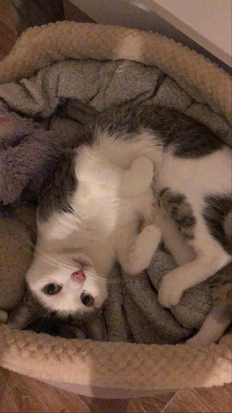 Chanel participe au concours pour gagner de l'argent avec cette photo : canidae, carnivore, cat, cat_bed, claw, comfort, dog_breed, domestic_short_haired_cat, fawn, felidae, foot, fur, nap, paw, photo_caption, small_to_medium_sized_cats, snout, tail, terrestrial_animal, whiskers