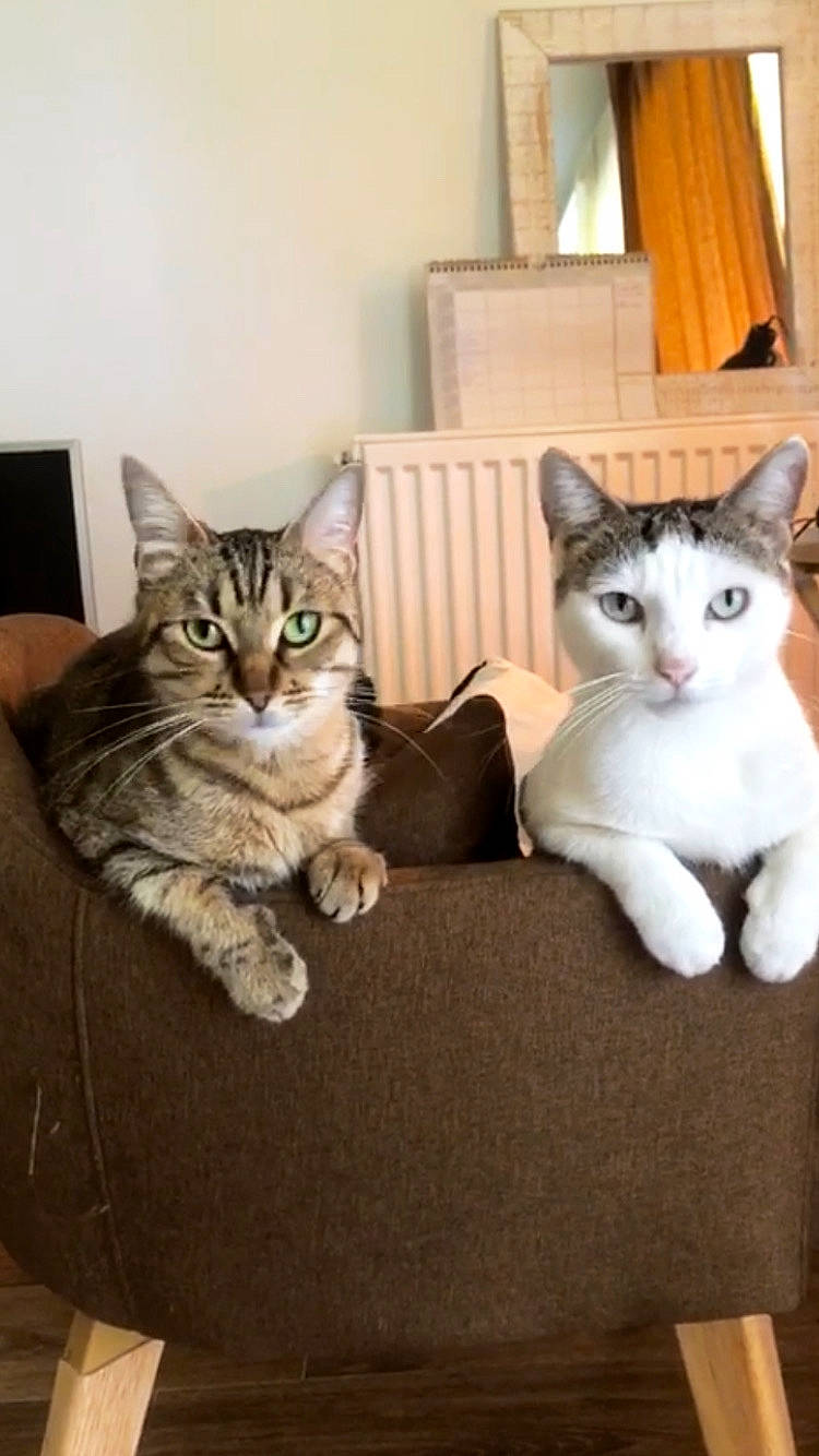 Chanel a rejoint le concours — aidez-le/la à gagner de superbes lots ! box, carnivore, cat, comfort, couch, curtain, domestic_short_haired_cat, felidae, fur, mammal, paw, room, sitting, small_to_medium_sized_cats, snout, tail, vertebrate, whiskers, window