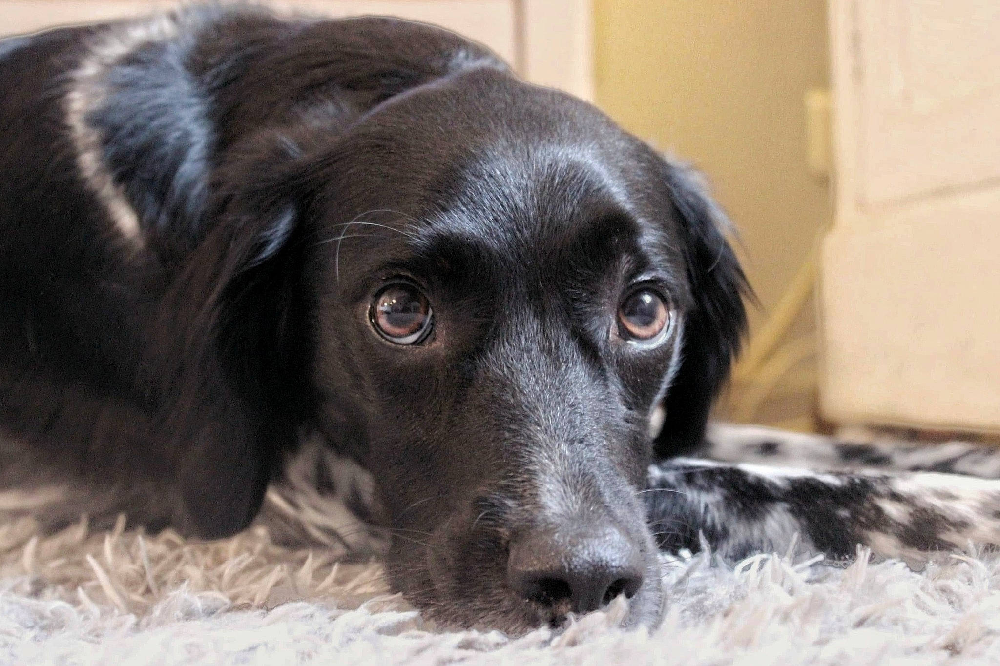 Meïka a rejoint le concours — aidez-le/la à gagner de superbes lots ! beagador, borador, canidae, carnivore, companion_dog, dog, dog_breed, large_munsterlander, mammal, nose, pointing_breed, rare_breed_dog, retriever, small_munsterlander, snout, spaniel, sporting_group, stabyhoun, vertebrate, whiskers