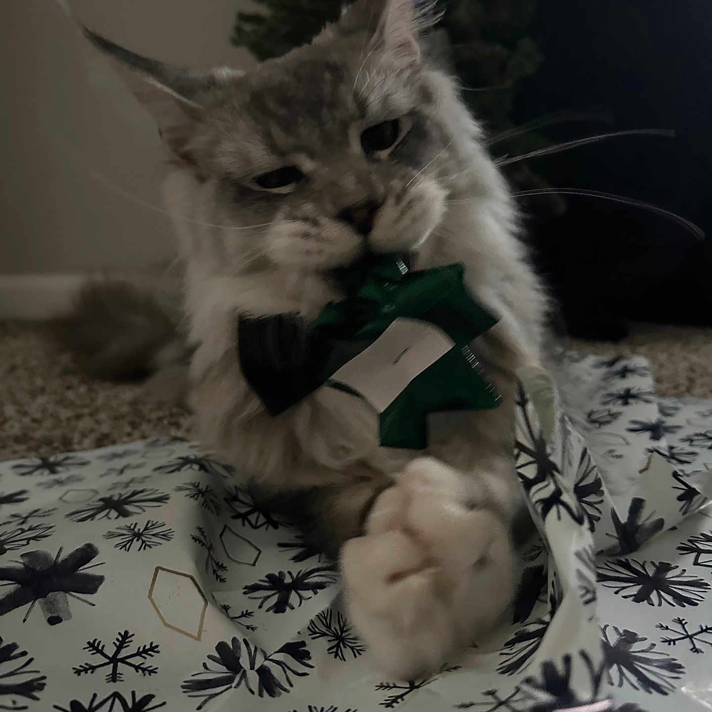 Tux is registered to the contest to win money with this photo: abyssinian, accessories, angora, animal, bodypart, cat, couch, cream, finger, furniture, hand, hardwood, homedecor, kitten, linen, manx, person, pet, quilt, wood