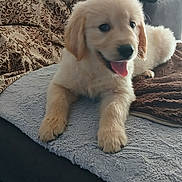 Arthur a rejoint le concours — aidez-le/la à gagner de superbes lots ! dog, puppy, golden_retriever, cute, tongue_out, fluffy, pet, indoor, couch, blanket, animal, smiling, fur, lying_down, domestic_animal, friendship, companion, young, happy, adorable