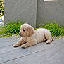 Arthur a rejoint le concours — aidez-le/la à gagner de superbes lots ! puppy, dog, golden_retriever, outdoor, tile_floor, green_plants, wall, pet, young_animal, cute, fur, laying, resting, side_view, daylight, animal, domestic_animal, small_dog, nature, calm