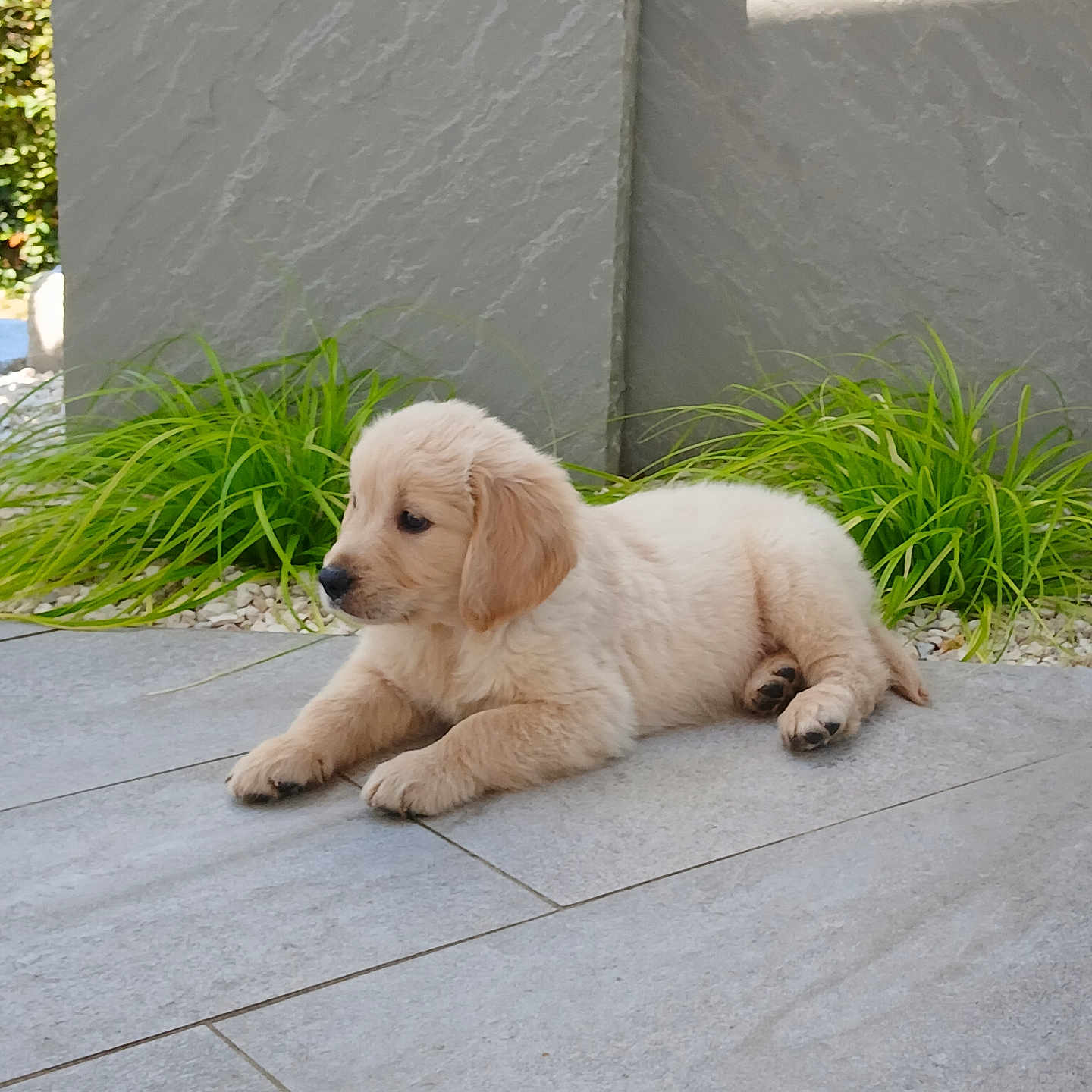 Arthur a rejoint le concours — aidez-le/la à gagner de superbes lots ! animal, calm, cute, daylight, dog, domestic_animal, fur, golden_retriever, green_plants, laying, nature, outdoor, pet, puppy, resting, side_view, small_dog, tile_floor, wall, young_animal