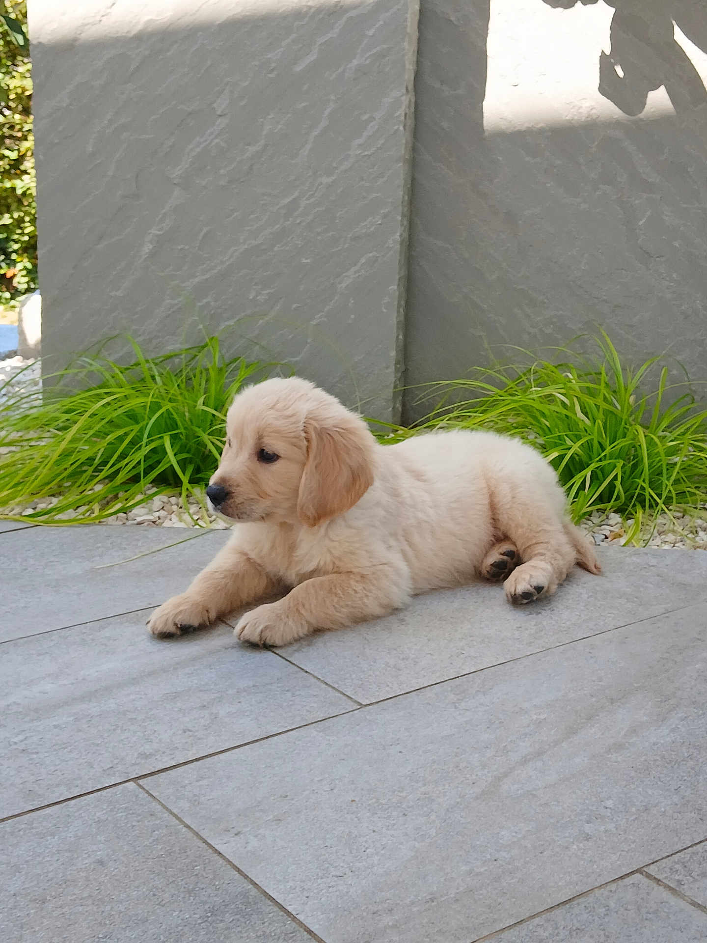 Arthur a rejoint le concours — aidez-le/la à gagner de superbes lots ! puppy, dog, golden_retriever, outdoor, tile_floor, green_plants, wall, pet, young_animal, cute, fur, laying, resting, side_view, daylight, animal, domestic_animal, small_dog, nature, calm