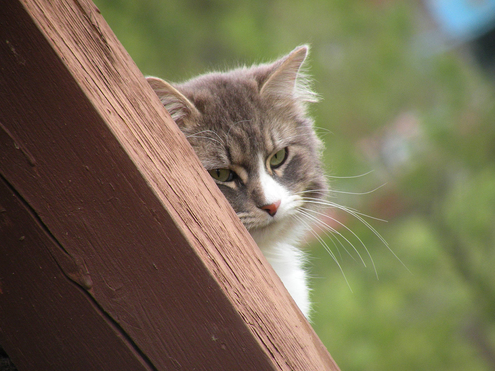 Showden is registered to the contest to win money with this photo: carnivore, cat, domestic_short_haired_cat, felidae, fur, grass, hardwood, plank, plant, plywood, small_to_medium_sized_cats, tail, terrestrial_animal, tree, trunk, twig, whiskers, window, wood, wood_stain
